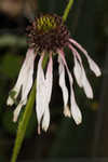 Sanguine purple coneflower